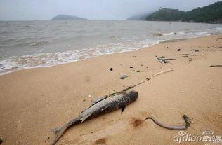 连云港海边爆料案件最新,真相渐浮水面,警方全力追查! 第1张 连云港海边爆料案件最新,真相渐浮水面,警方全力追查! 第1张